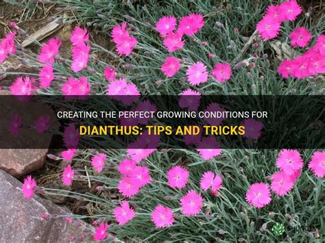 From Seed to Blooming Beauty: How to Propagate Scorching Witch Dianthus